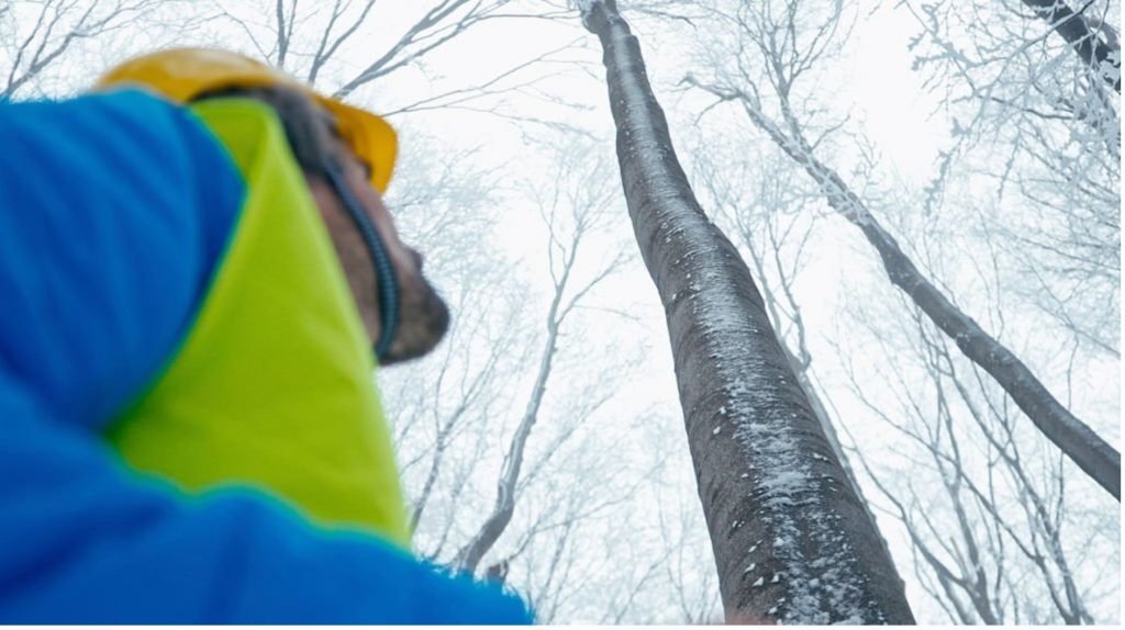 Baumgutachten auf Rügen
