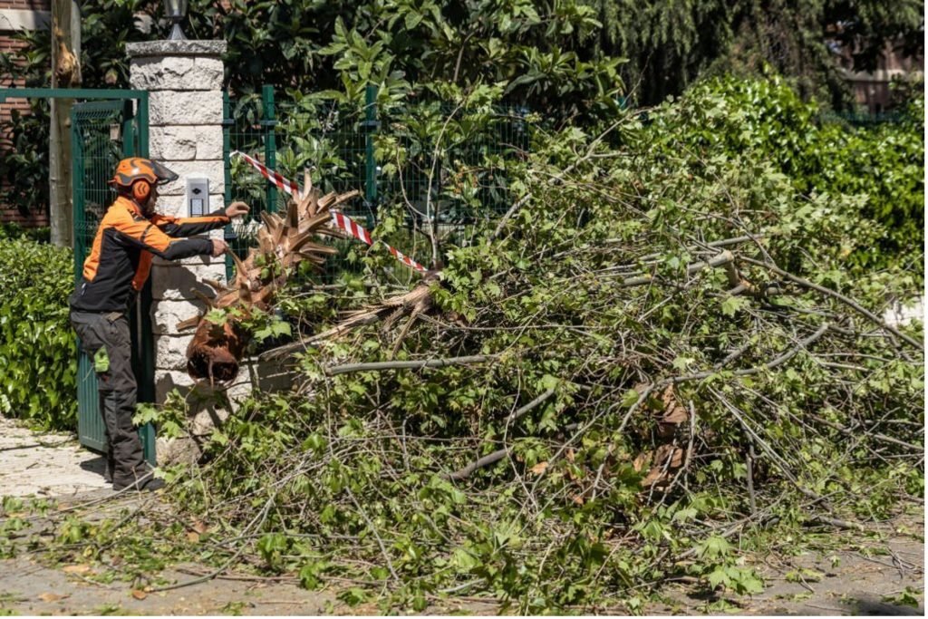 Baumkontrolle Rügen